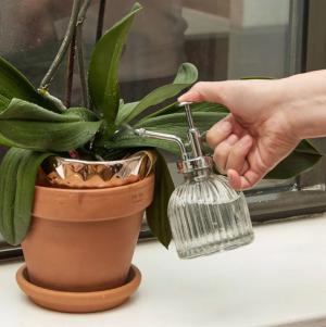 Blomspruta i glas Present